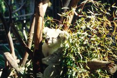 San Diego Zoo - Koala
