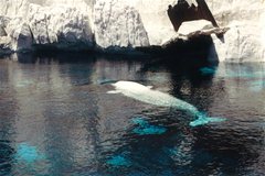 Seaworld - weißer Wal