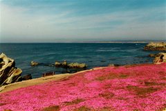 Pacific Grove - Einfach wunderschön