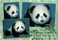San Diego Zoo - Pandababy