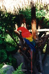 San Diego Zoo - Papagei