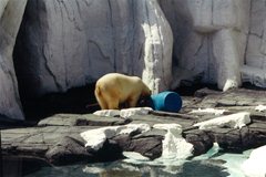 Seaworld - Eisbär
