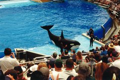 Seaworld - Shamu der Orca