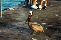 Santa Barbara - Pelikane wildlebend