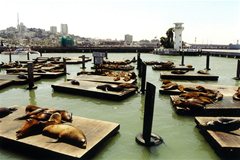 Pier 39 - Seelöwen ohne Ende