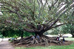 Auckland - große Bäume im Park
