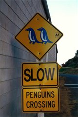Oamaru - Hier gibt es auch Pinguine
