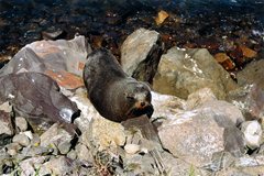 Moeraki - Seehunde bei ihrer Lieblingsbeschäftigung