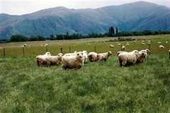 Neuseeland hat 80 Millionen Schafe...