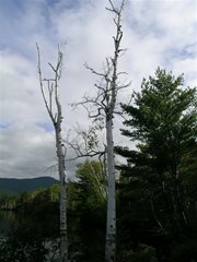 White Mountain's (VT)