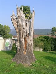 Iseo (Lago d'Iseo)