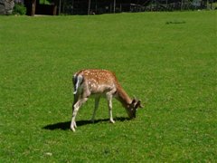 Wildpark Ferleiten