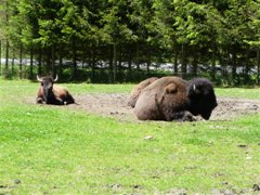 Wildpark Ferleiten