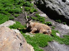 Wildpark Ferleiten