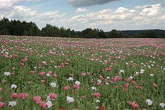 Waldviertler Mohnfelder